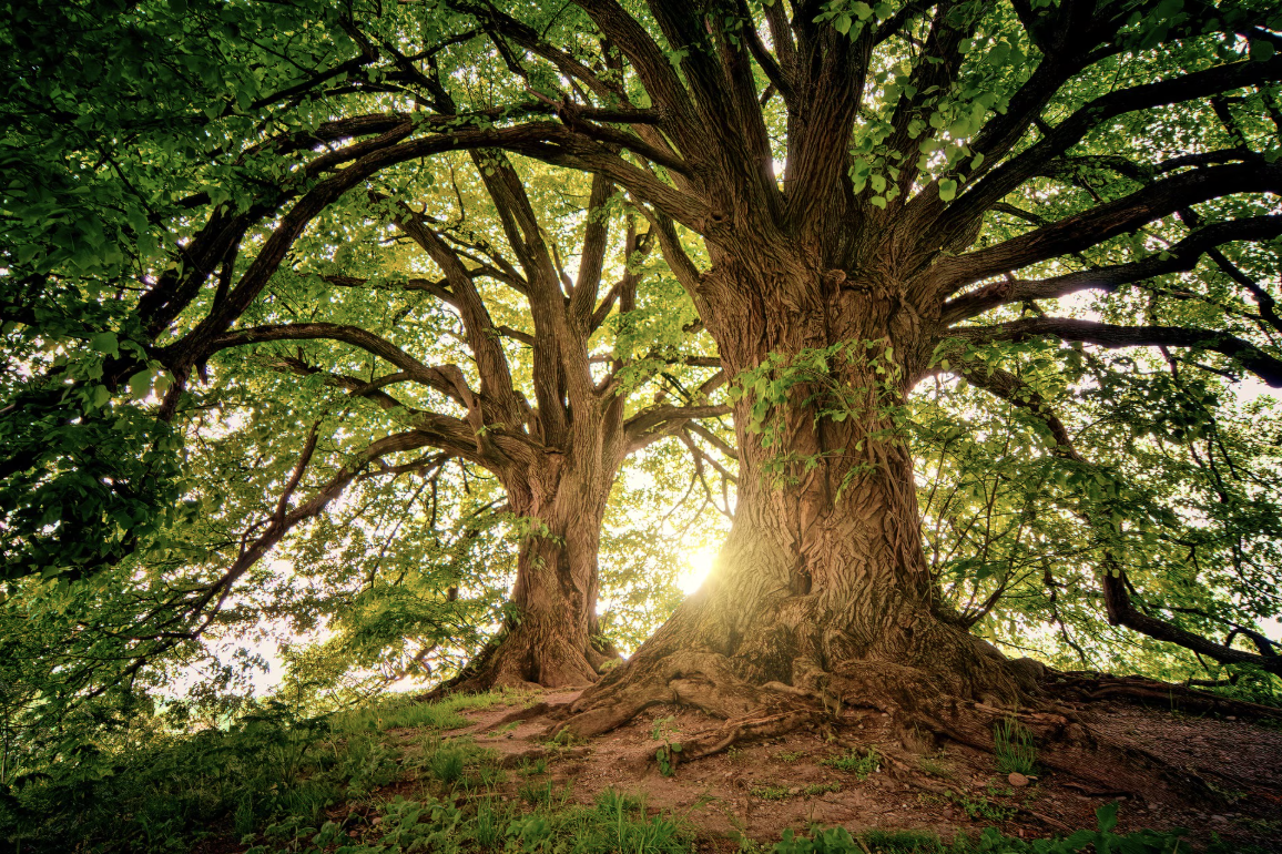 Día del Árbol 2026: por qué se celebra el 29 de abril en Colombia
